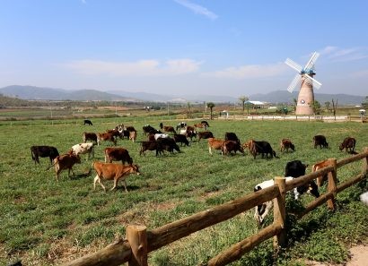 Tháng 3 vừa qua, tại Đà Lạt, tỉnh Lâm Đồng, Vinamilk cũng đã chính thức khánh thành trang trại bò sữa Organic tiêu chuẩn châu Âu đầu tiên tại Việt Nam có tổng vốn đầu tư hơn 200 tỷ đồng. 
