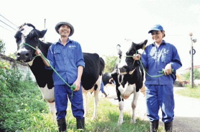  Chăn nuôi bò sữa đang mang lại thu nhập cao cho người dân thị trấn Mộc Châu, huyện Mộc Châu (Sơn La). ảnh: Trần Quang