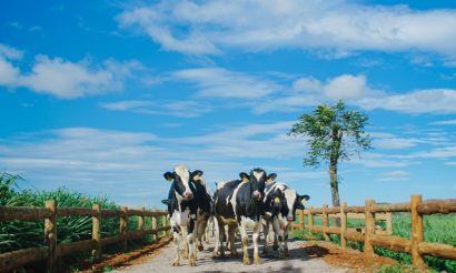 Các cô bò sữa organic tận hưởng khí hậu trong lành tại trang trại Vinamilk Organic