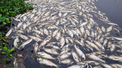 Cá chết vì ô nhiễm do nước thải từ các nhà máy sản xuất quy mô nhỏ thải ra, nhưng với quy định hiện nay, rất  khó truy cứu TNHS đối tượng xả thải 