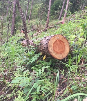 Hiện trường vụ phá rừng thông 3 lá tại xã Lát