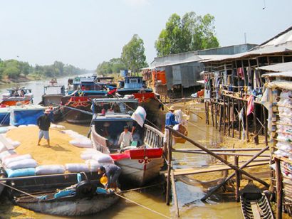  Nông dân ĐBSCL bị ép giá thê thảm trong khi các công ty lương thực gây thất thoát vốn lớn. Ảnh: THỐT NỐT