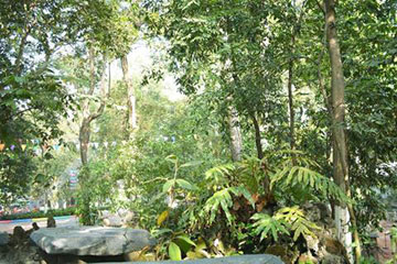  Cân nhắc quy định người Việt Nam định cư ở nước ngoài là chủ rừng