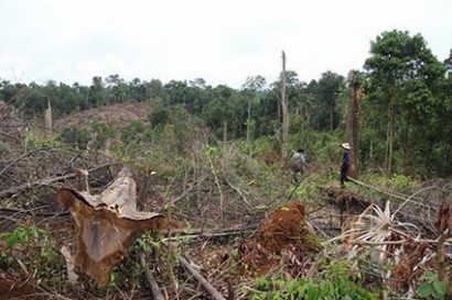 Hiện trường vụ phá rừng tại tiểu khu 543.