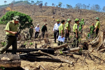  Lâm tặc đốn hạ, phát dọn hoàn thành gần 61 ha rừng ở huyện An Lão  để trồng keo nhưng lực lượng kiểm lâm không hề hay biết. Ảnh: Internet
