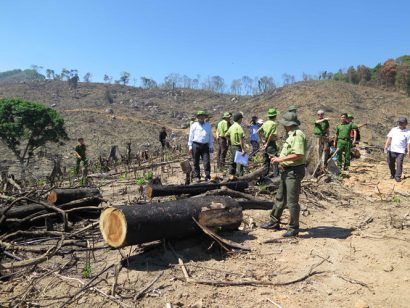 Đoàn kiểm tra tỉnh Bình Định kiểm tra hiện trường vụ phá rừng tại huyện An Lão 