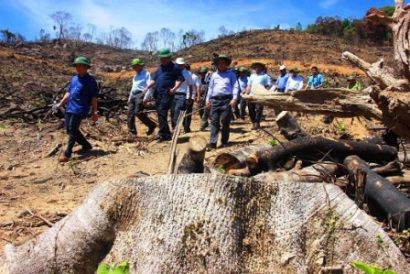 Kiểm tra hiện trường vụ phá rừng tại An Lão.