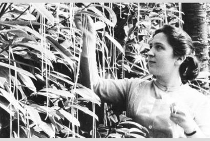  Một nông dân 'hái' mì từ cây 'mì ý' - Ảnh: BBC