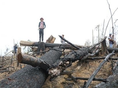 Phá rừng Tiên Lãnh: Đề nghị truy tố 2 bị can - ảnh 1Nhiều cây gỗ bị đốn hạ và đốt cháy. Ảnh: HT