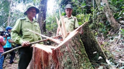  Gỗ pơ mu bị triệt hạ - Ảnh: LÊ TRUNG