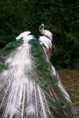  Là dạng đột biến của công, Chim công ngũ sắc có thể mang nhiều màu: trắng, xanh lục, hạt dẻ. Các màu sắc phân bổ ngẫu nhiên trên thân và đuôi hoặc theo quy tắc bất đối xứng, tạo nên những hình dáng cực kì đẹp mắt. Trung bình cứ 100 cá thể Chim công mới có từ 1 – 3 cá thể như vậy.