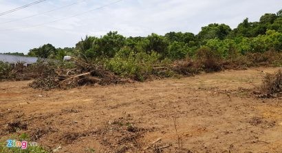  Trước tình trạng sốt giá đất, nhiều người đã chặt bỏ cây để "khoe" khu đất có vị trí đẹp cạnh tuyến đường Dương Đông - Gành Dầu. Ảnh: Việt Tường.