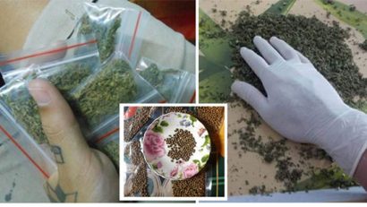  Rao bán hạt, búp cần sa tràn lan trên mạng - Ảnh: Đức Tiến