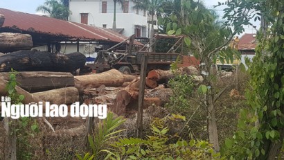  Xưởng gỗ của ông trùm Phượng "râu"