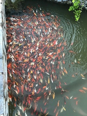  Chất lượng nước sạch ở các hồ tự nhiên thuộc FLC Sam Son Golf Links đạt mức tiêu chuẩn môi trường sống của những loài cá cảnh khó tính nhất.