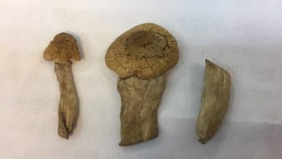 Nấm ma túy mới xuất hiện ở Việt Nam và có chứa chất ma túy cực độc