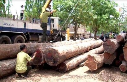  Số gỗ lậu của ông trùm Phượng “râu” bị bắt giữ