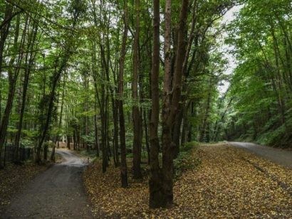  Khu rừng Belgrad Forest đang được đội điều tra tìm kiếm.