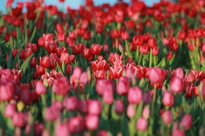  Hoa Tulip vốn là niềm tự hào của người Hà Lan, được họ mang đi khắp nơi