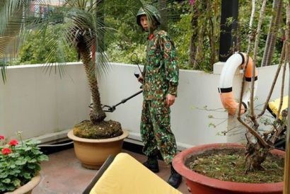  Từng gốc cây được kiểm tra kỹ lưỡng để đảm bảo an toàn tuyệt đối. (Ảnh: Reuters)