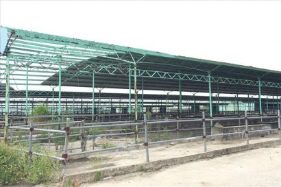 Trang trại bò sữa bỏ hoang của Cty Bình Hà tại Hà Tĩnh.
