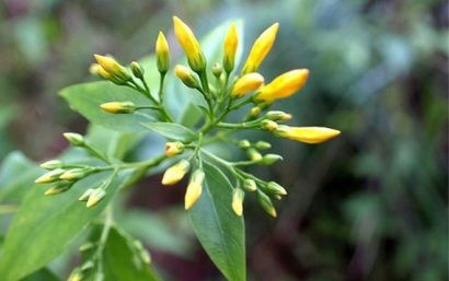  Hình ảnh cây lá ngón.