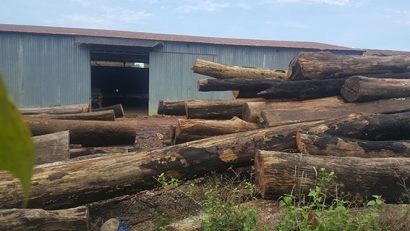  Gỗ lậu của Phượng "râu" tại bãi tập kết ở huyện Cư Jút.