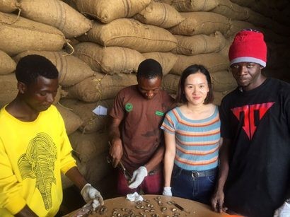 Các chuyên gia của T&T Group kiểm tra chất lượng điều thô tại kho ở Tanzania (file: kiemtradieu Tanzania)