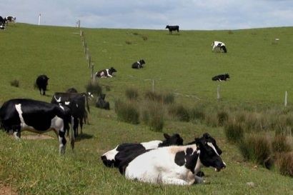  Một trang trại chăn nuôi bò của doanh nghiệp địa phương ở New Zealand. Ảnh: AFP