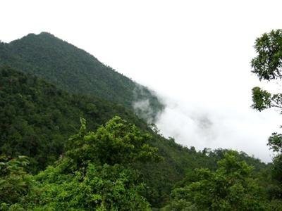 Một góc vườn quốc gia Tam Đảo - Ảnh: TTO 