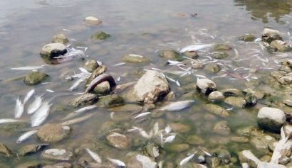 Cá chết trắng do nước sông bị ô nhiễm (ảnh minh họa) 