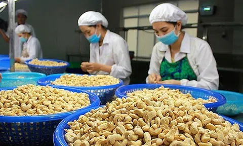 Bộ Công Thương có trách nhiệm nghiên cứu phản ánh về rủi ro lừa đảo trong xuất khẩu nông sản