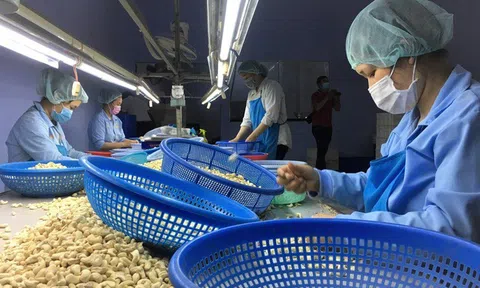 Bài học đắt giá cho DN Việt qua vụ hàng trăm container hạt điều xuất sang Ý có nguy cơ bị lừa