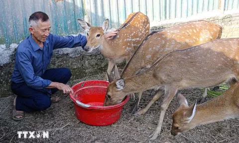 Hội nghị Trung ương 4: Đổi mới tư duy khuyến khích đảng viên làm kinh tế