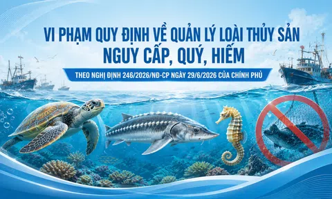 Vi phạm quy định về quản lý loài thủy sản nguy cấp, quý, hiếm theo nghị định 246/2026/NĐ-CP ngày 29/6/2026 của Chính phủ