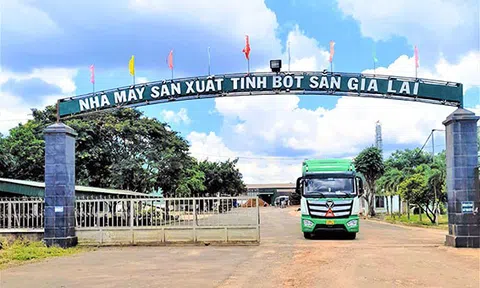 50 tấn tinh bột sắn của Doanh nghiệp Việt Nam vừa được xuất khẩu qua Cảng Chu Lai