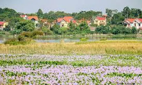 Vi phạm pháp luật về đất đai qua công tác thanh tra và một số giải pháp hoàn thiện