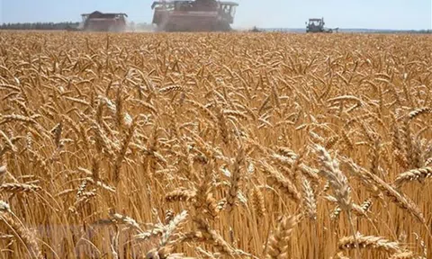 Xung đột ở Ukraine đe dọa an ninh lương thực