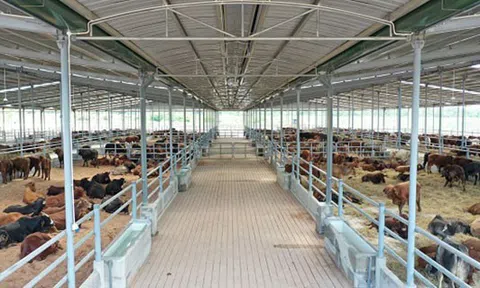 THAGRICO đầu tư phát triển ngành chăn nuôi bò - Nâng tầm nông nghiệp Việt Nam
