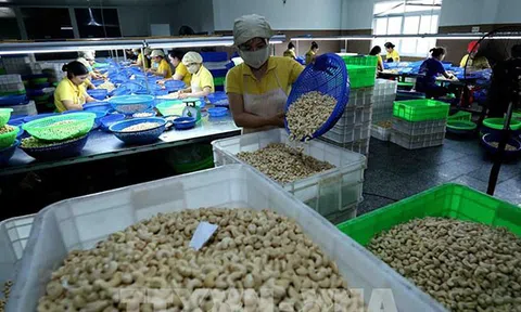 Buôn lậu, trốn thuế xuất nhập khẩu hạt điều ảnh hưởng đến các doanh nghiệp chân chính