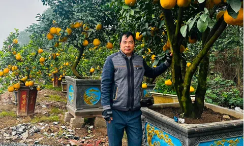 UBND xã Song Phương, huyện Hoài Đức: Nhộn nhịp bán cây cảnh phục vụ Tết Nguyên đán 2024