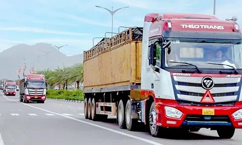 THILOGI vận chuyển gia súc nhập khẩu quy mô lớn