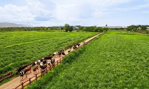 Hệ sinh thái “Net Zero” đã vượt ra ngoài những trang trại xanh của Vinamilk