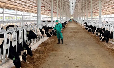 Vinamilk nhập đà bò sữa 1000 con từ Mỹ về trang trại bò sữa Lao-Jagro tại Lào