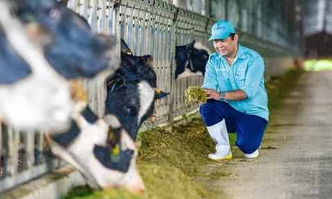 Vinamilk tiếp nhận thành công 1.550 bò sữa nhập từ Mỹ về các trang trại Green Farm