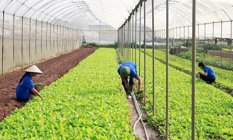 Những chính sách mới nhất của Nhà nước về phát triển hợp tác xã