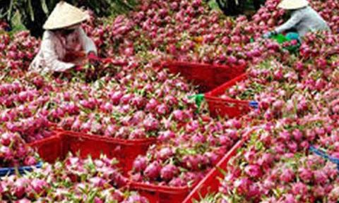 Cảnh báo lừa đảo trong giao dịch thương mại quốc tế