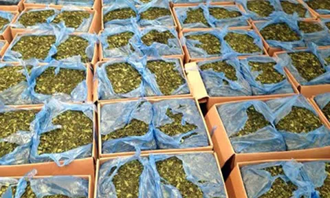 Đưa cỏ Mỹ, lá khat vào Bộ luật Hình sự