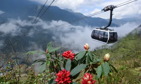 Tháng Tư lên Fansipan ngắm hàng ngàn cây đỗ quyên mùa lễ hội
