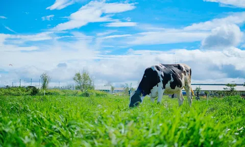 Vinamilk tiên phong nâng cao chất lượng ngành sữa với trang trại Organic đầu tiên tại Việt Nam